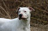 DOGUE ARGENTIN 470
